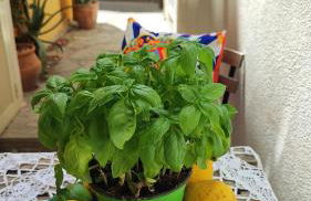 Casa Don Michele - Foto 14