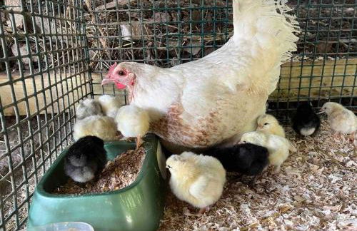 Barn Vibes + Petting Zoo + Hot Tub! - Foto 41