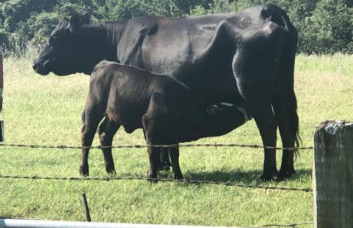 Spacious Cottage Rental for Group Getaway on Ranch near Dallas, Texas - Foto 34