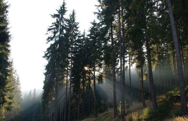 Holiday Home in Rechenberg Near Ski Area - Foto 21