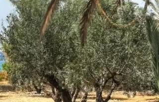 Lemoni House in Petras, Sitia, by Comfortbnb - Foto 32