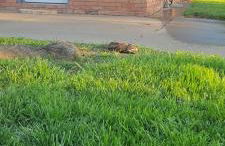 Charming Central Amarillo Retreat with a Jacuzzi - Photo 32