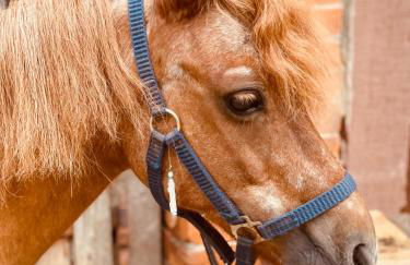 Ferienwohnungen auf einem ehemaligen Bauernhof - Foto 33