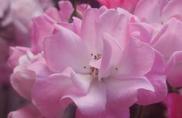 MIN HISELE, Ma PETITE MAISON - Foto 17