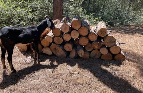 Cozy Cabin Escape - Foto 54