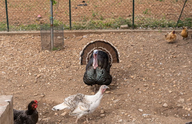 Agriturismo Pozzo Fiorito - Foto 58