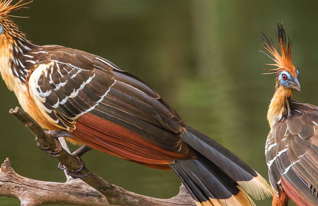 Avistamiento de aves en el río Mahaica - Foto 1