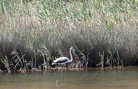 L'Ulivo in Villa Greco - Foto 59