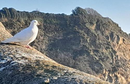 The Captain's House Charlestown St Austell - Foto 37