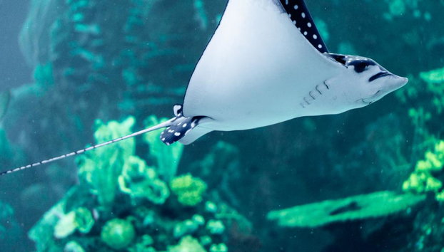 Gran Acuario Mazatlan - Entrada - Foto 4