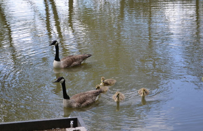 The Chiltern Lodges at Upper Farm Henton - Foto 46