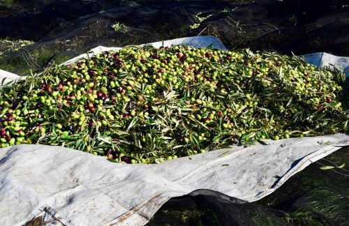 Herdade da Burquilheira Family Retreat - Foto 55