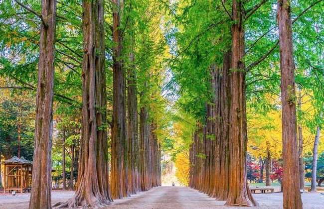 Excursão à ilha Nami - Foto 3