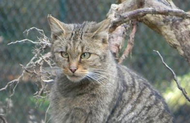 Ferienwohnungen Am Elfenstein - Foto 28