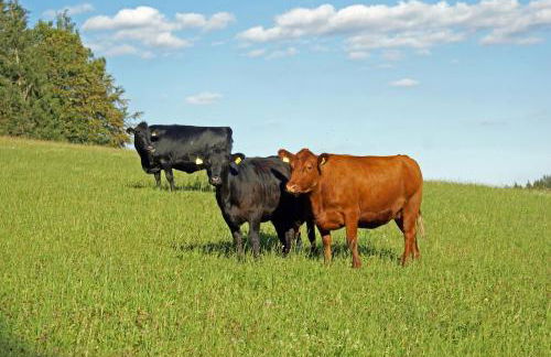 Lippenhof - Unter der Linde - Foto 27