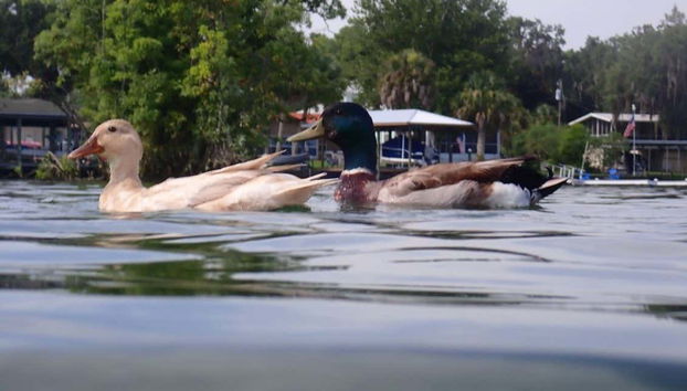 Alcuni degli uccelli che vivono in questa zona