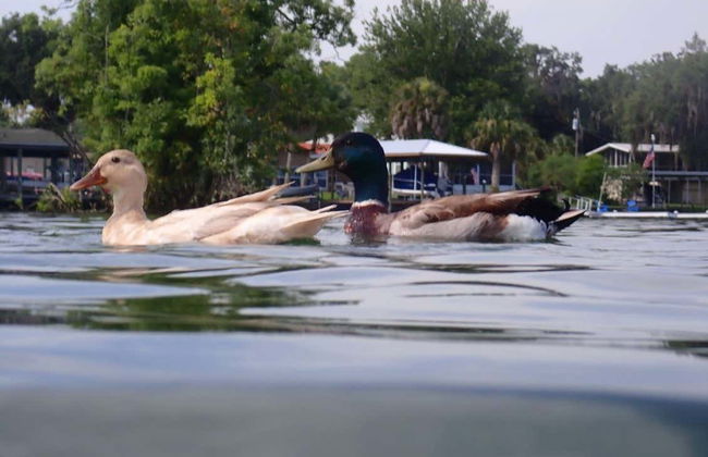 Giro in barca sul Crystal River - Foto 4