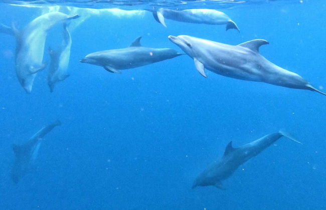 Los Cristianos Kayak & Snorkel Trip - Photo 7