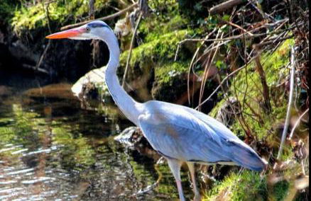Übernachten in unseren Crutpracht Gästezimmern mit großem Bauernfrühstück, ab April 24 auch in der DUFFEL-SCHEUNE - Foto 41