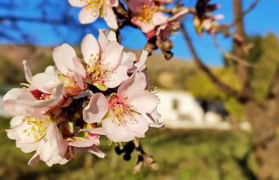 Cortijo AguaChá - Foto 26
