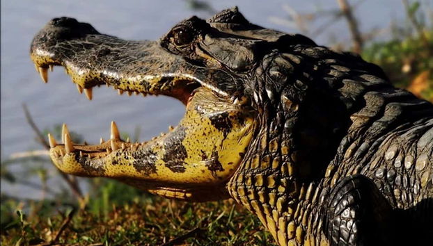 Veremos incluso caimanes de gran tamaño