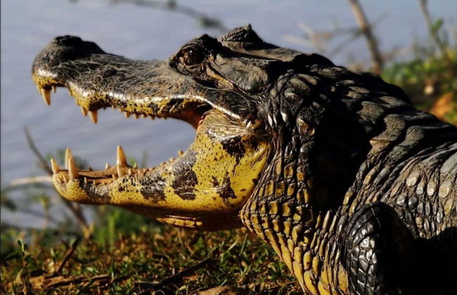 Safari por el pantanal de Mato Grosso - Foto 3