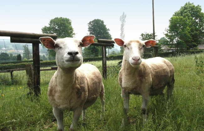 Apartment in Ondenval Near Malmedy - Photo 18