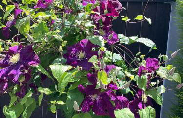 La Cigogne dorée Gite de charme 4 étoiles - Foto 4