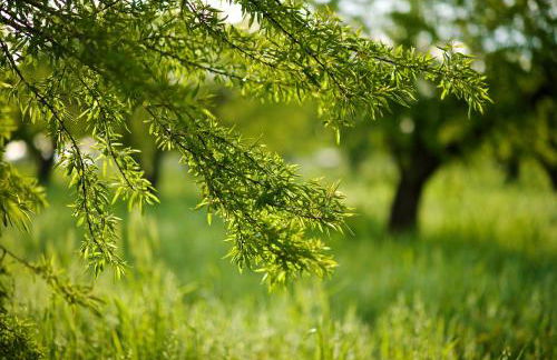 Masseria Ciavea - Foto 66