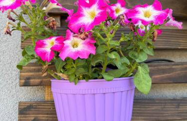 Modern Studio with Private Patio - Foto 16