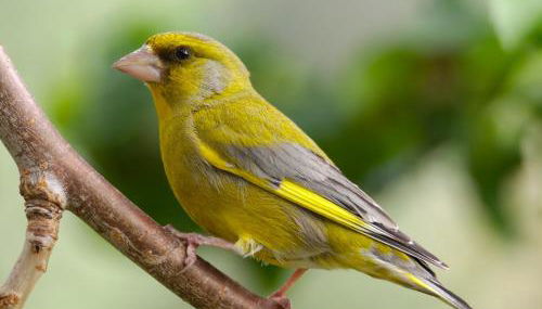 Verde Verdilhão Villa - Foto 5