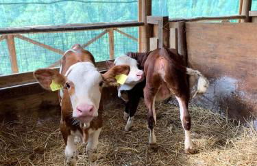 Il Giardino Dorato - Foto 21