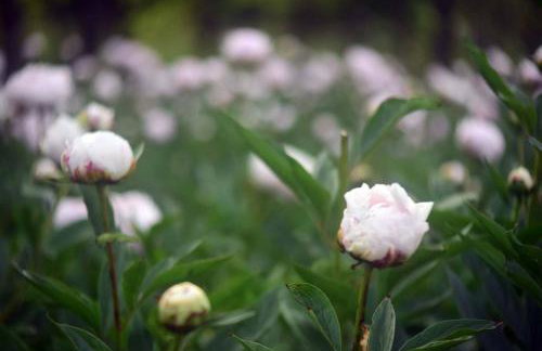 Villa Mi, Rukavac Opatija Riviera - Photo 40