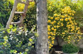 Sous Le Tilleul - 3 personnes - Foto 17