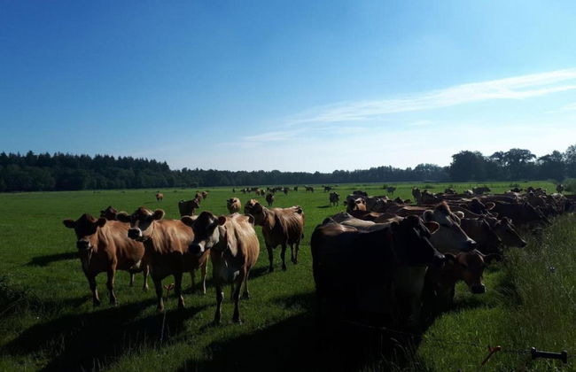 Cozy Holiday Home with Dishwasher near Zwolle - Foto 21