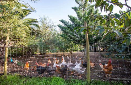 Atlantico Apartments - Photo 37