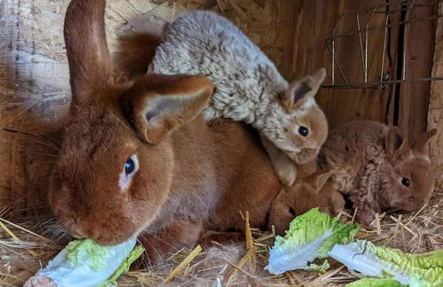 Helenes Ferienwohnung auf dem Bauernhof - Lausitzer Seenland - Foto 38