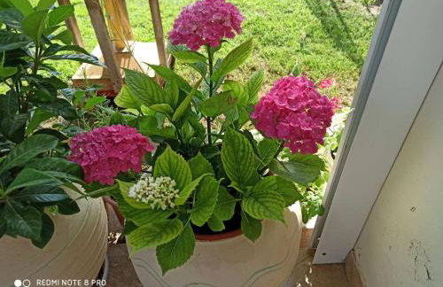 Maria's House - Foto 13