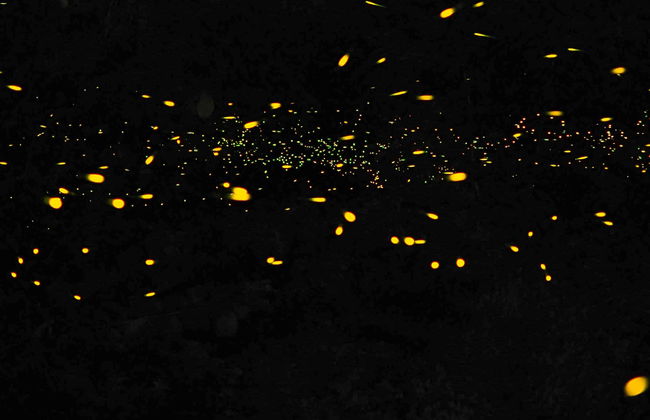 Passeio de barco com avistamento de vaga-lumes - Foto 1