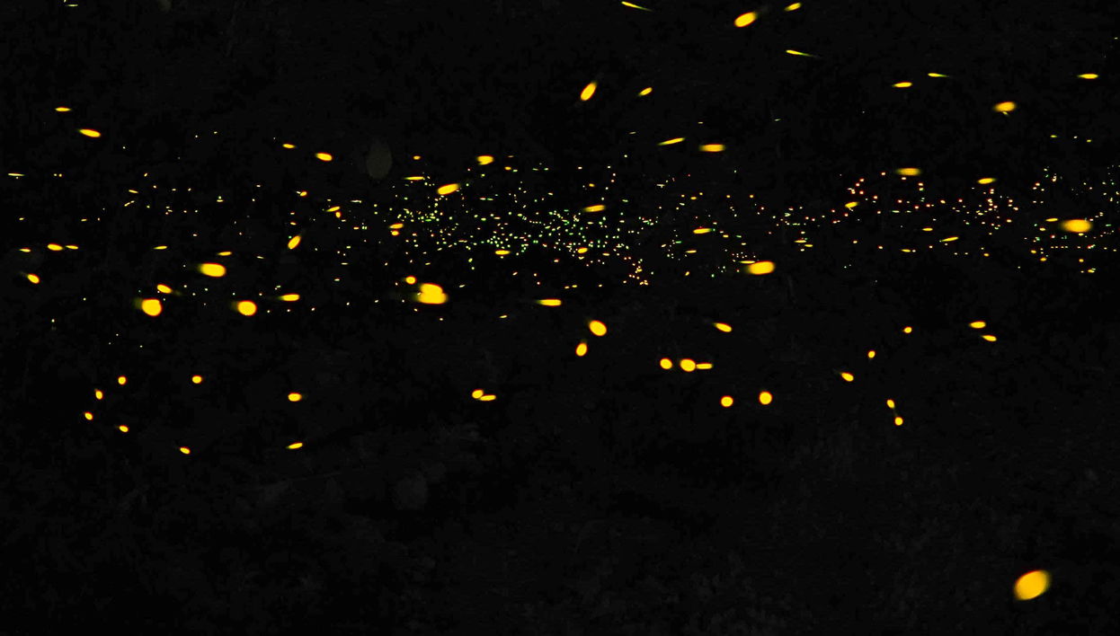 Passeio de barco com avistamento de vaga-lumes