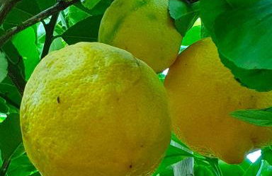 Odori di zagara - Foto 36