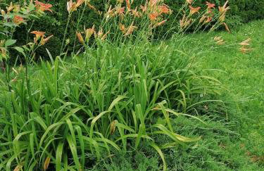 Domek Dobra - Foto 23