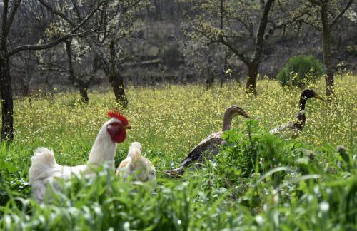 CR familiar PrimaVera Jarandilla de la Vera - Foto 35