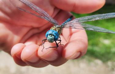 Au chant des oiseaux - rouge gorge - Foto 26