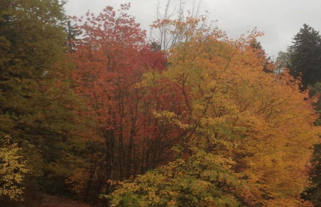 Enchanting Holiday Flat in the Harz Mountains - Foto 31