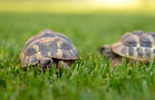 CASA LAINI - Foto 34