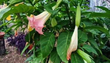 Apartmani Mislav - Photo 3, Garden, Garden view