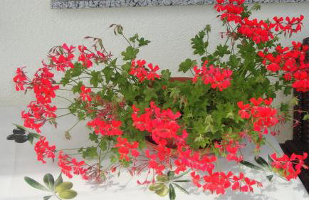 Apartment Fabris - Foto 24