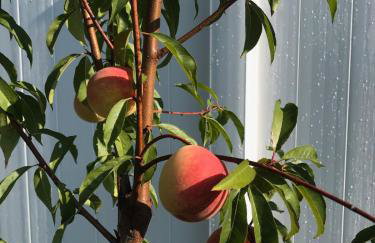 Luxurious 1875 centrally located Canton Akron home, expansive primary & sunset view - Foto 44