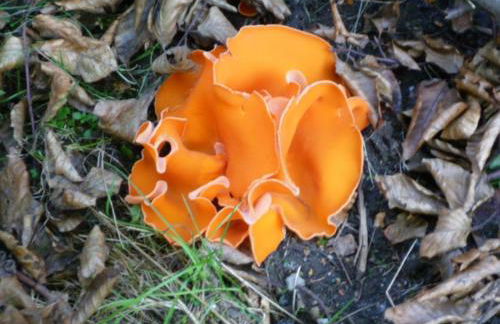 Ferienwohnung Zittauer Gebirge - Foto 47